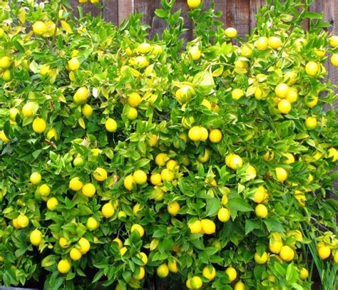 should lemon trees be moisturized